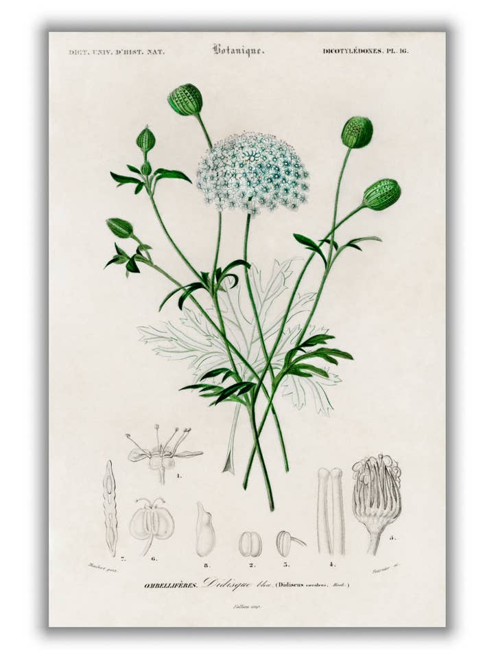 Discus caeruleus para venta al por mayor de Stanley Print House