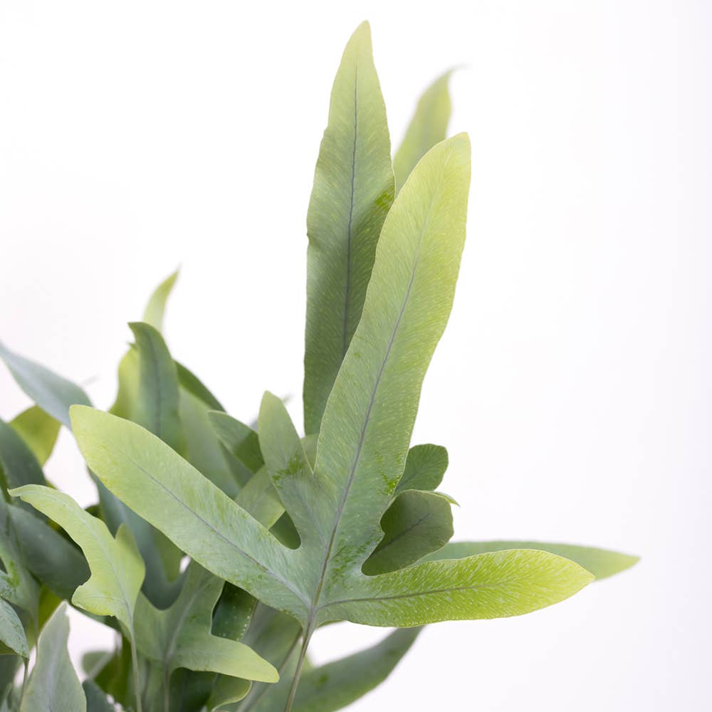 The Little Botanical – wholesale Live plant – British Grown Blue Star Fern10