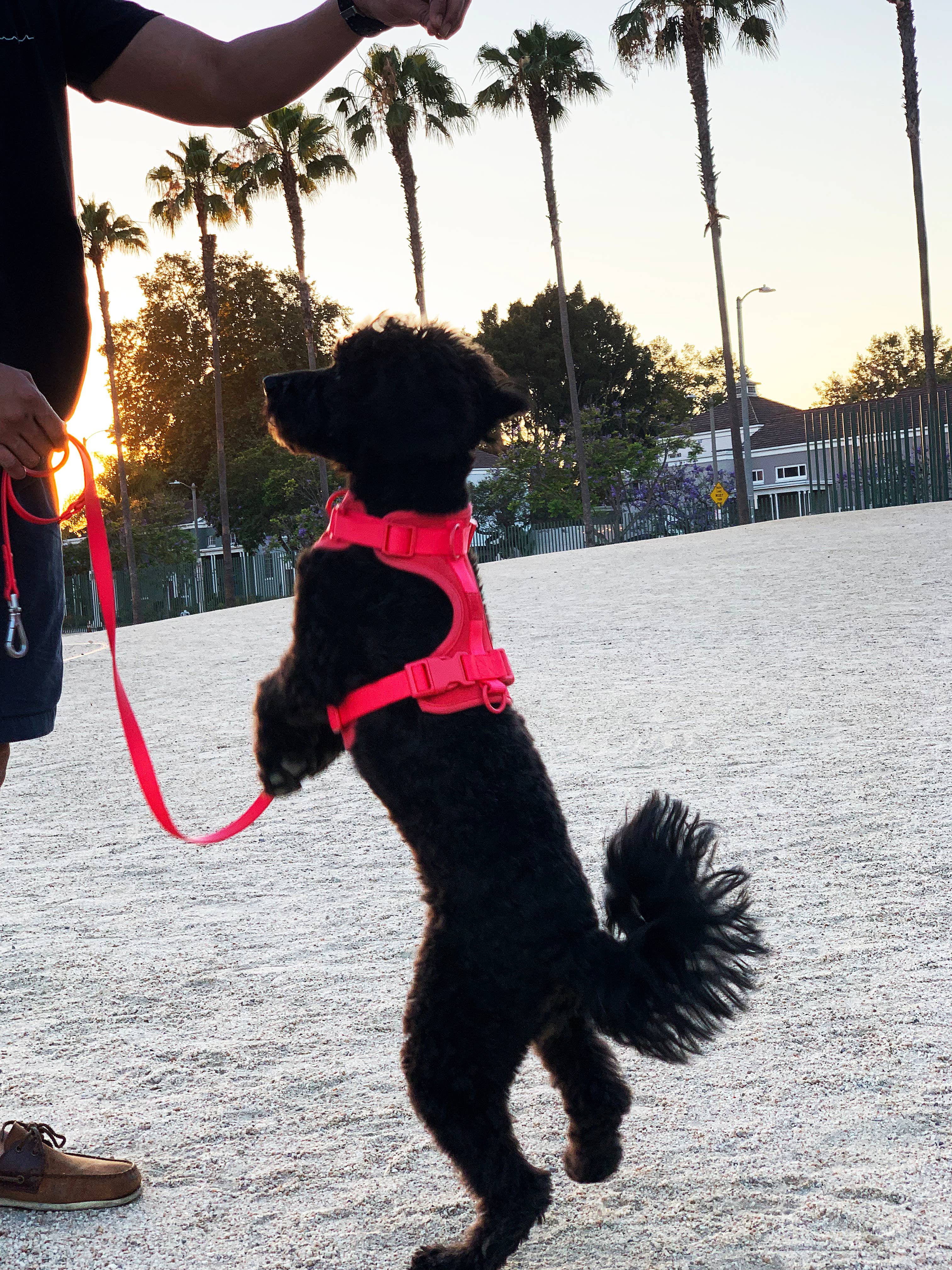 Come Here Buddy – Großhandel Haustiergeschirr – Hund – Leichter, verstellbarer gepolsterter Hundegeschirr20