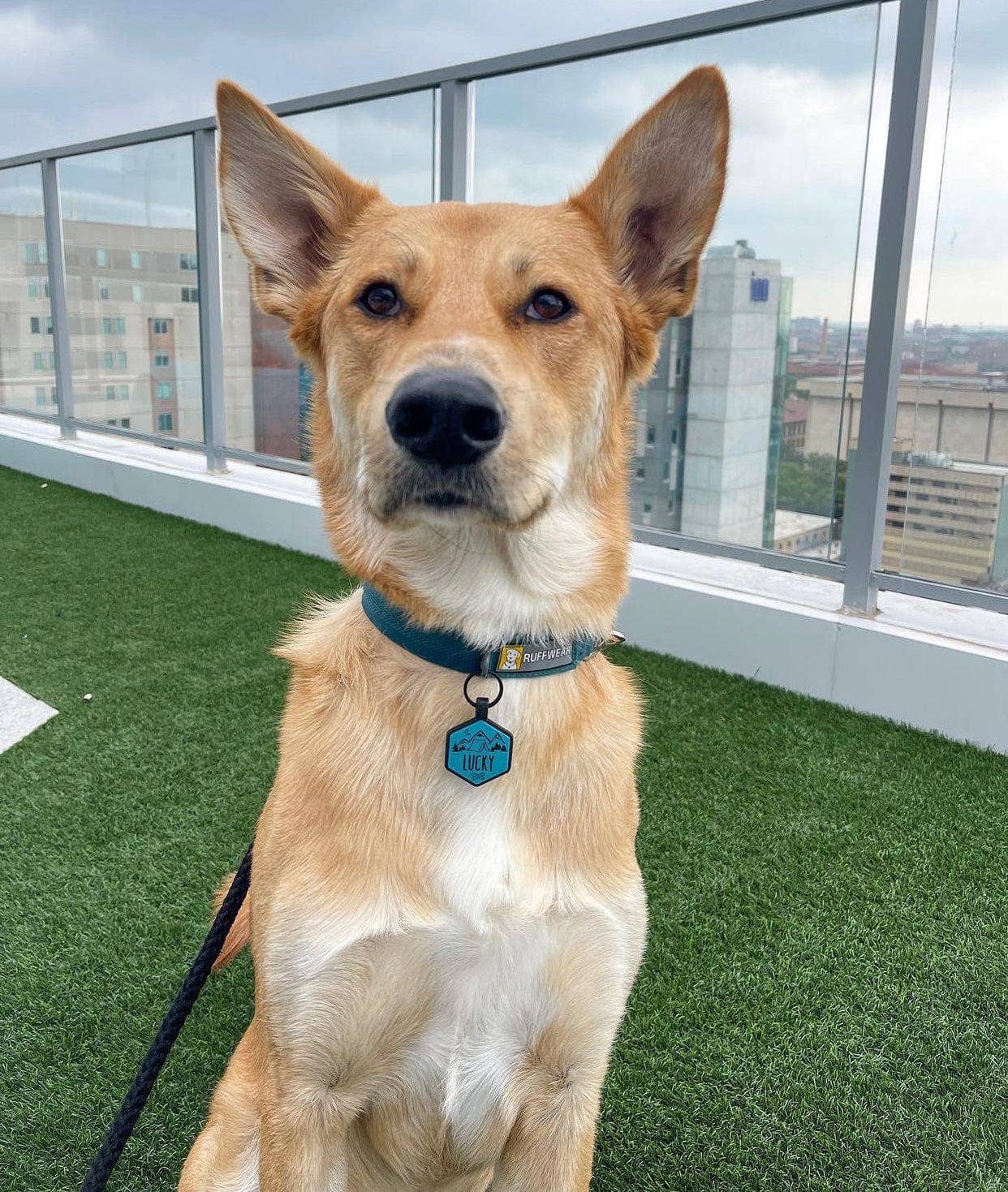 Besties Pets - Wholesale Pet Identification Tag - Dog - Happy Camper Silicone Dog ID Tag1