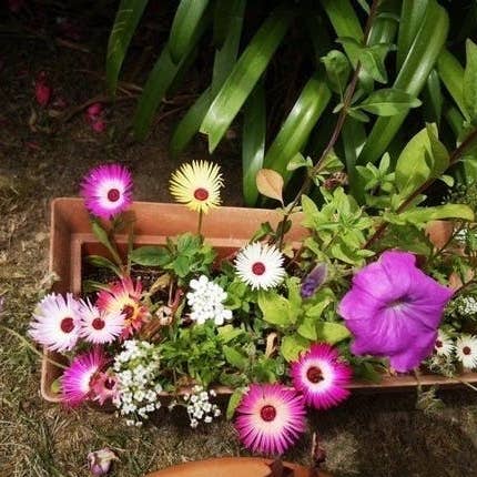 Mappa seminata con semi per piantare «Alsazia» per la vendita all'ingrosso da parte di Les cartes de Lulu