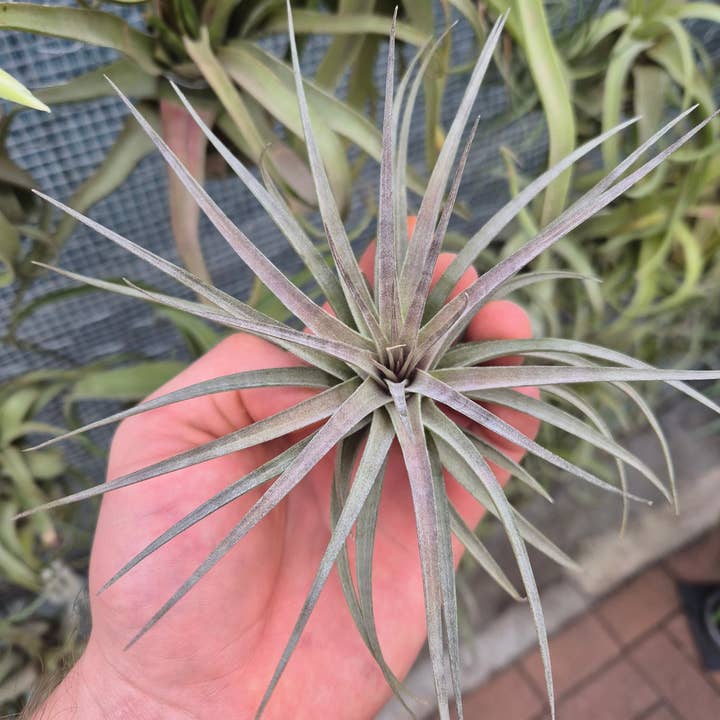 Airplant Direct - Wholesale Live Plant - Tillandsia Stricta x Aeranthos