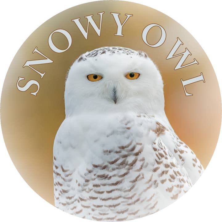 CORUJA COM NEVE - ÍMAN FLEXÍVEL por atacado de Phil Stagg Photography