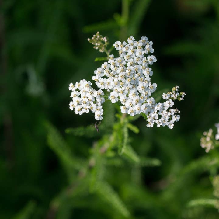 Earthsong Seeds – wholesale Plant seeds – Yarrow: Seed Pack - Organic1
