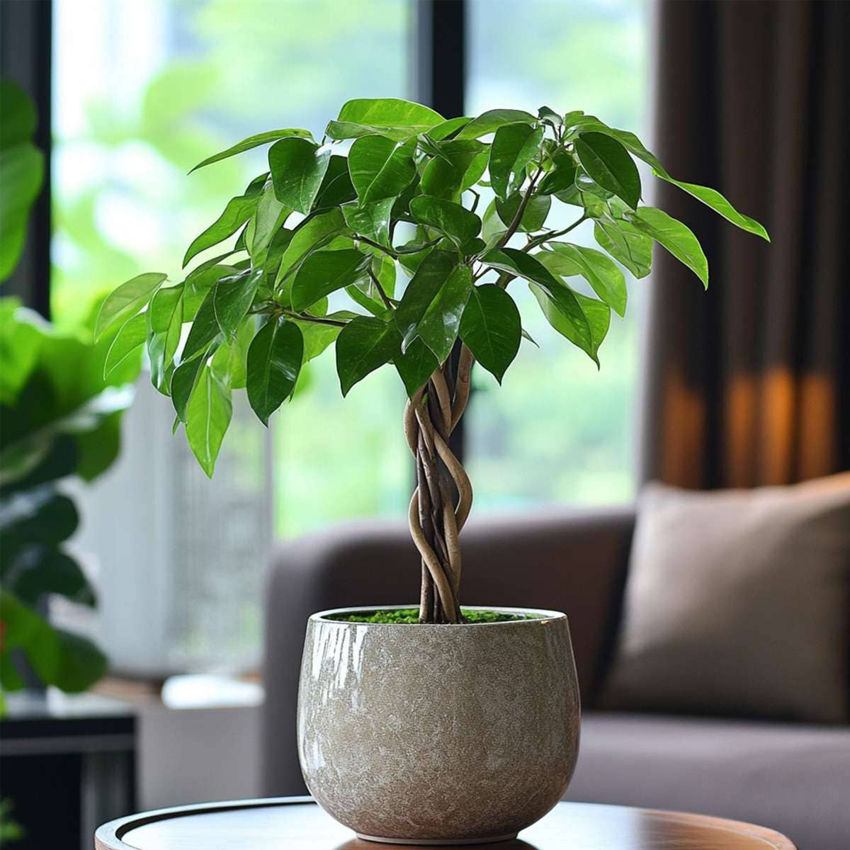 Oasis of Life – wholesale Live plant – Money Tree – 2 Plants – Pachira Aquatica – Height 60–70cm – Ø17cm – Braided Money Tree – Tropical Houseplant for Living Room & Office – Includes Plant Fertilizer5