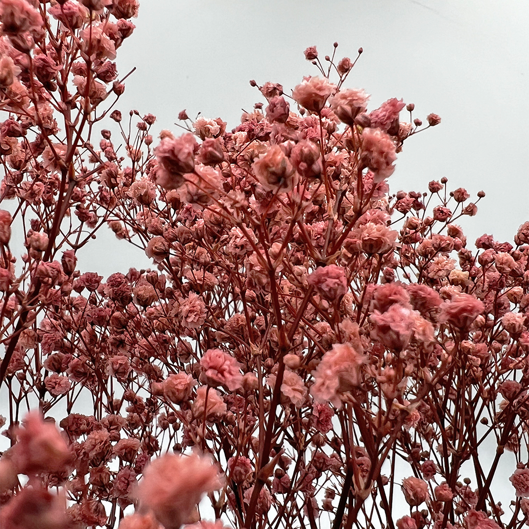 2626 Designs - Wholesale Dried/Pressed Flowers - Preserved Gypsophila, Baby's Breath,24" long19
