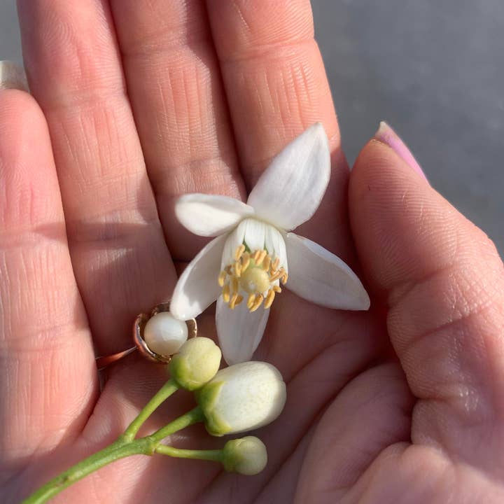 Naturales - Vente Parfums à bille - Dugg Roll on 10 Ml. Eau De Parfum1