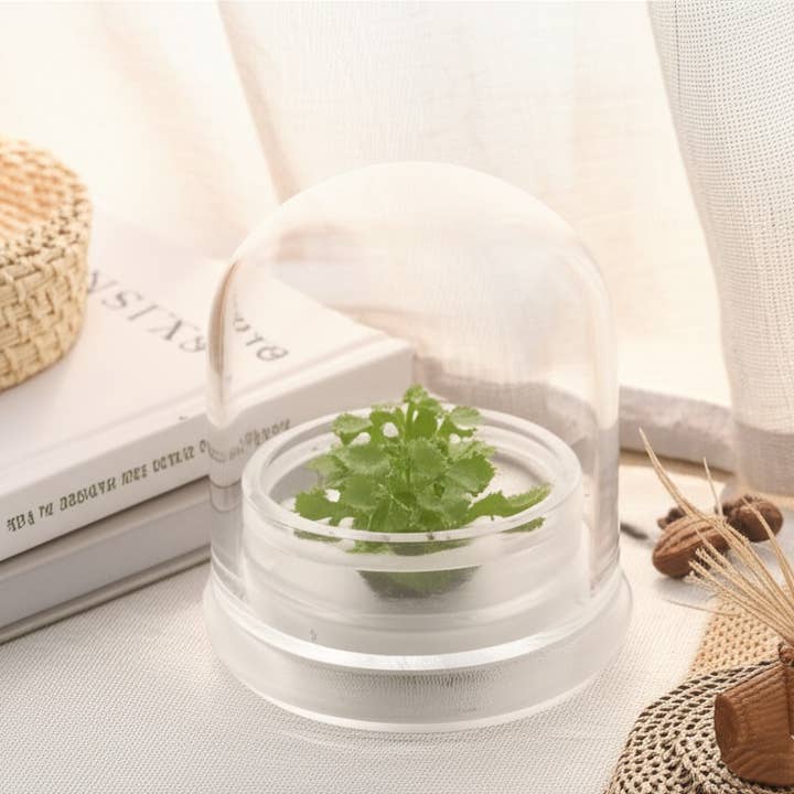 bloomify - Wholesale Live Plant - Sundew (Drosera spatulata), Carnivorous Terrarium, Spoon-shaped Leaves1