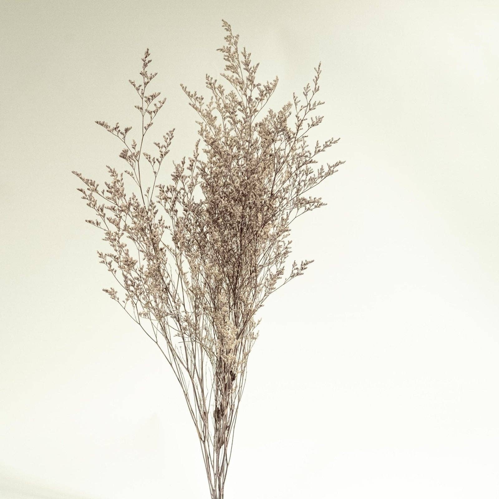 Sola Wood Flowers - Wholesale Dried/Pressed Flowers - Preserved Caspia - Silver3