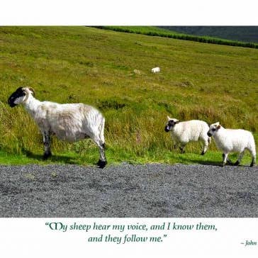 Irish Sheep First Communion for wholesale by MUNDO IMAGES