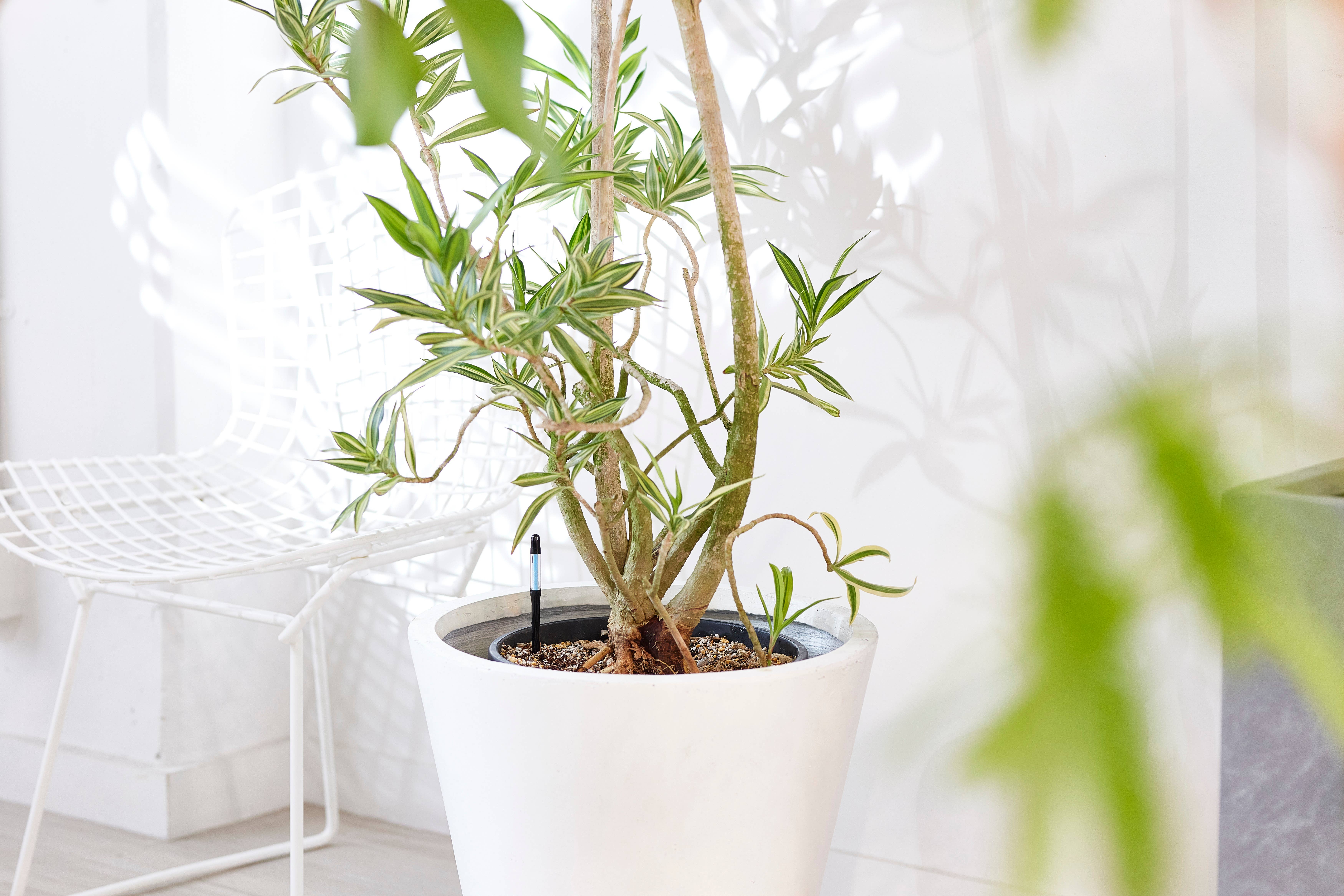 SUStee - Wholesale Garden Tool - SUStee Single Pack Medium Black3