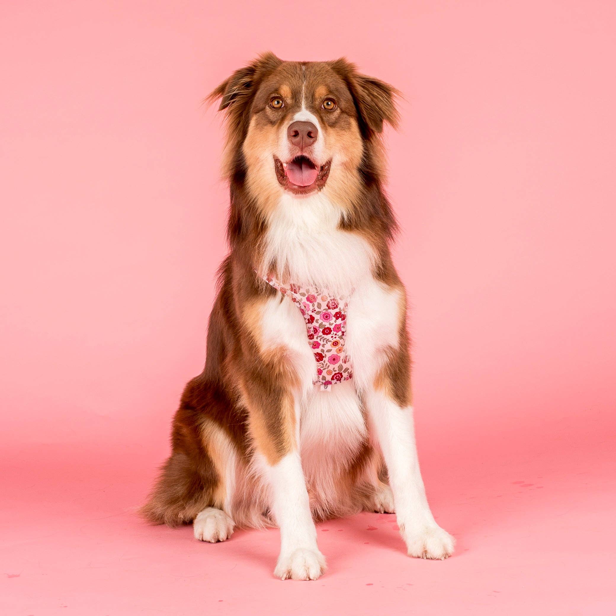 Pablo & Co. Boutique – Engroshandel Kæledyrssele – Hund – Primrose: Justerbart hundesele3