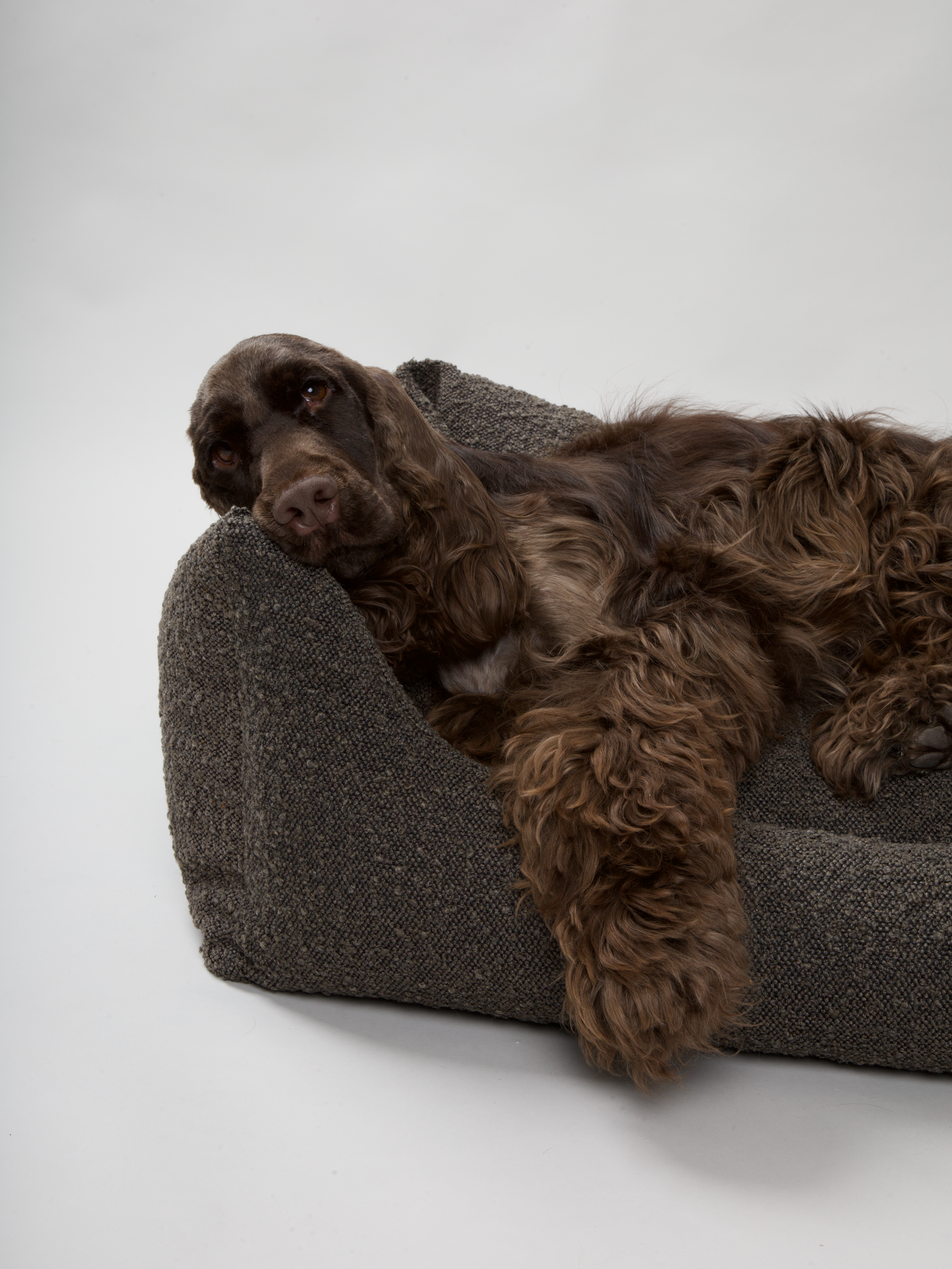 Nordog – cama - Cão por atacado – Cama para cachorro BILLY em tecido bouclé mocca9