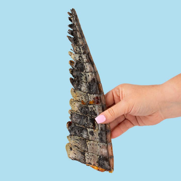 Australian Crocodile Tails – Premium Hypoallergenic - 1 KILO for wholesale by Bone Appetito