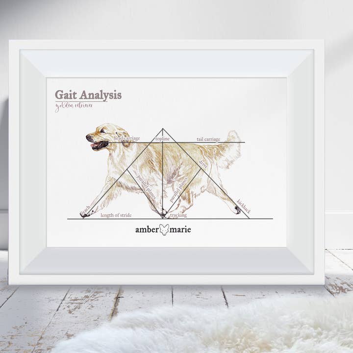 Golden Retriever - Plakater med anatomisk race med standardtryk for engroshandel hos Amber Marie Studio