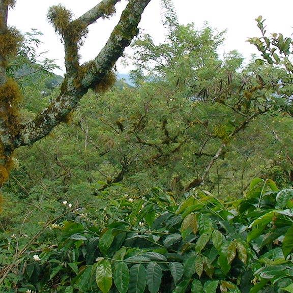 REX Coffee - Vendita all'ingrosso Caffè in grani - Caffè REX Sumatra Mandheling appena tostato in piccoli lotti