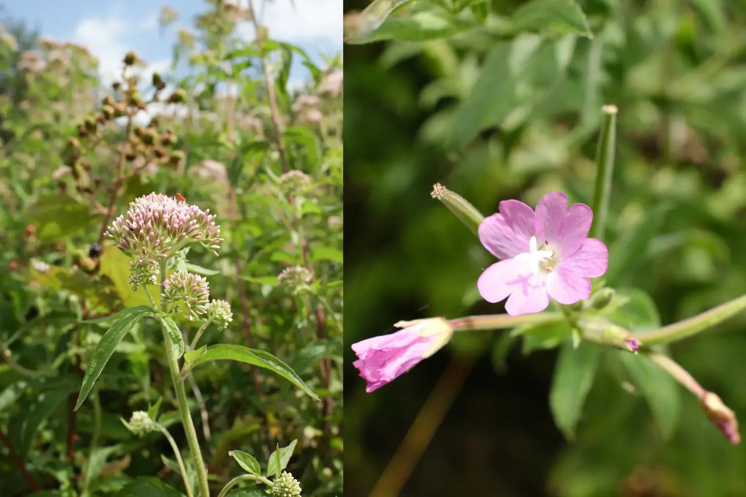 Pelegrims – wholesale Jar/filled candle – Summer Exploration Candle2