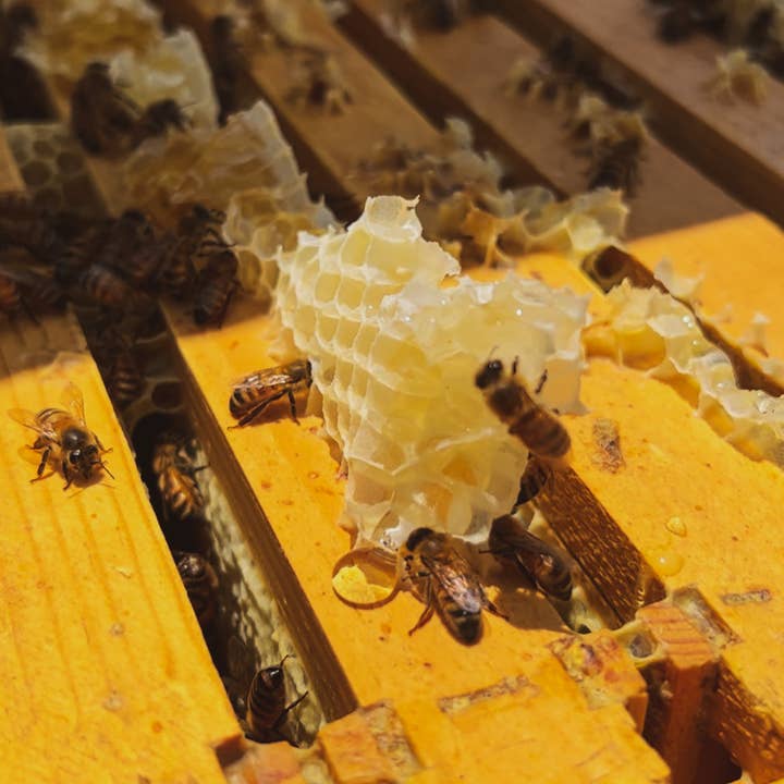 Messner Bee Farm - Wholesale Solid perfume - Solid Perfume - Stardust - Handmade with Beeswax 2