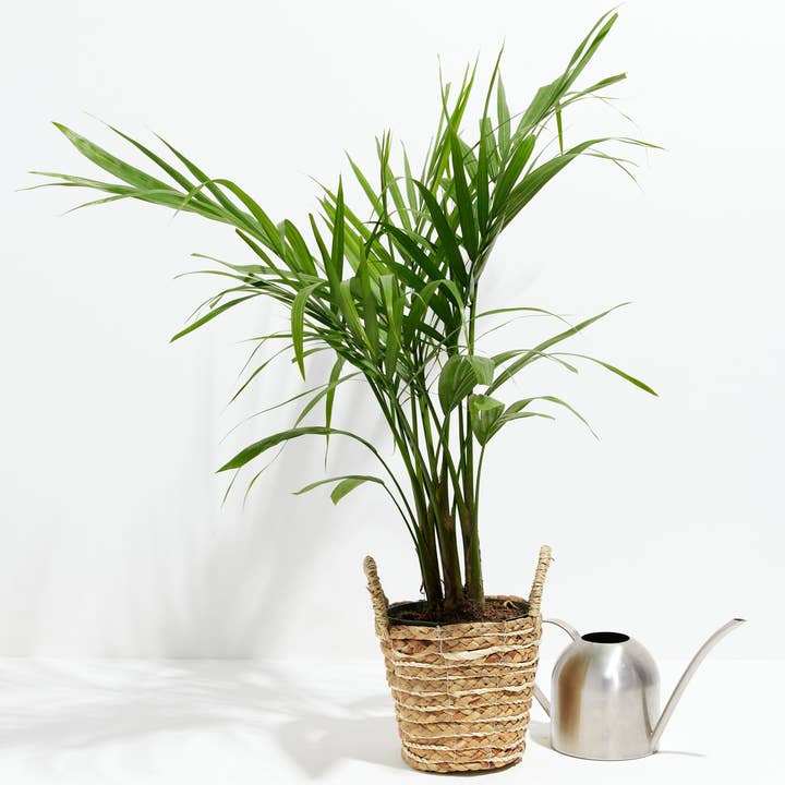 Lively Root - Wholesale Live Plant - Areca Palm Indoor Tree3