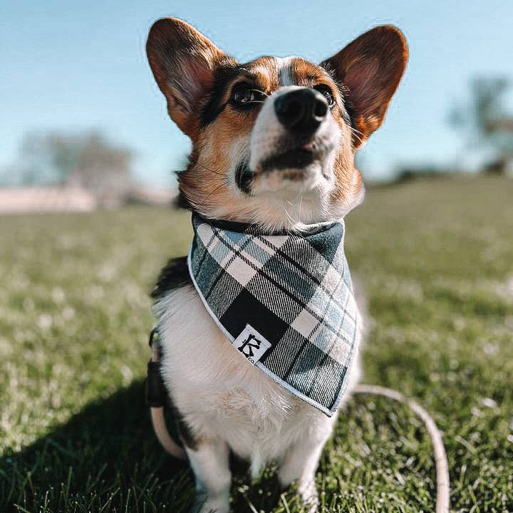 Boneyard Co. - Vendita all'ingrosso Bandana - Cani - Bandana per cani in flanella scozzese blu e bianca «Glacier»