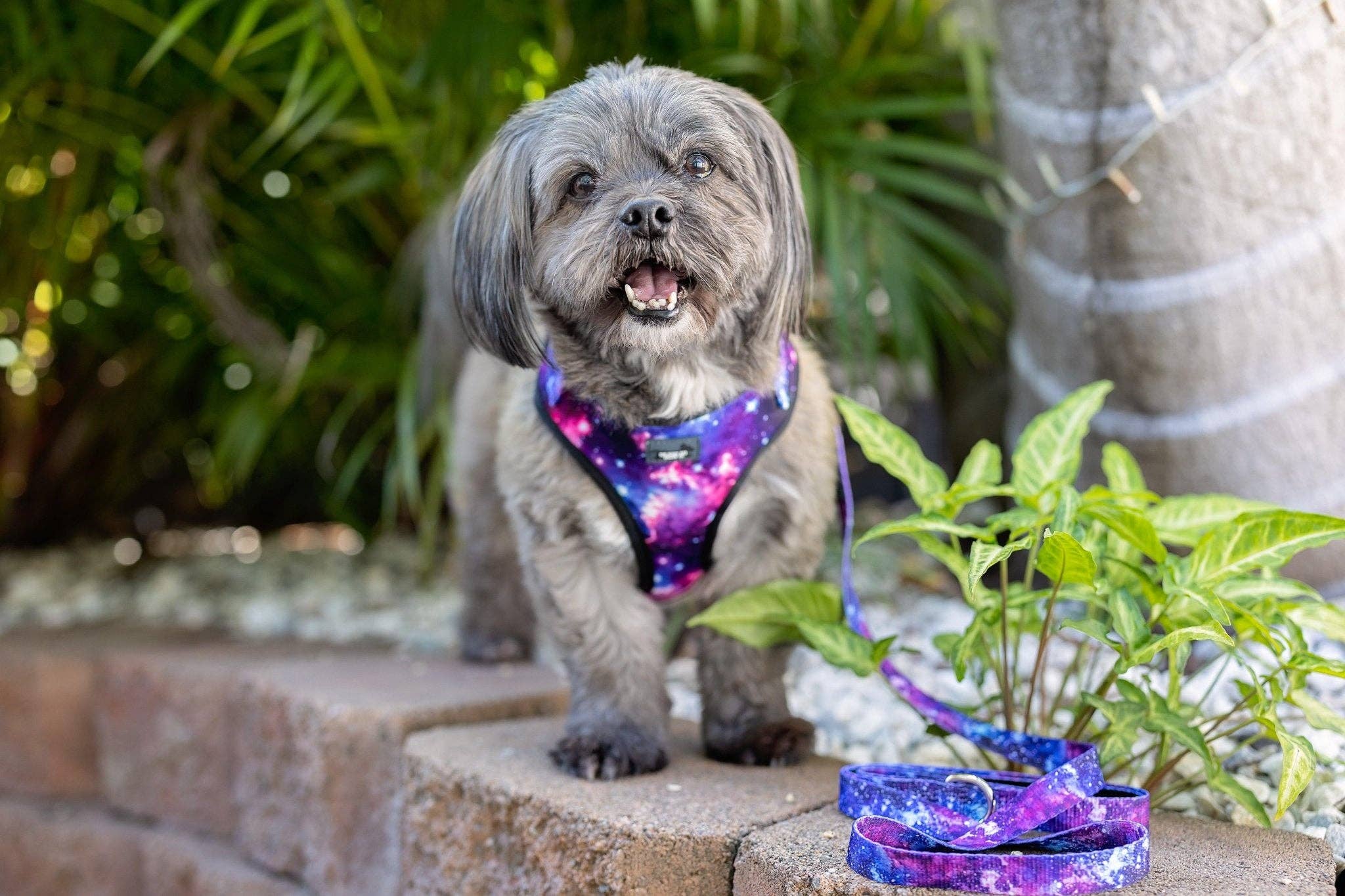 Dizzy Dog Collars - Wholesale Tuig voor huisdieren - Hond - HONDENTUIG - Galaxy - Verstelbaar Hals Tuigje1