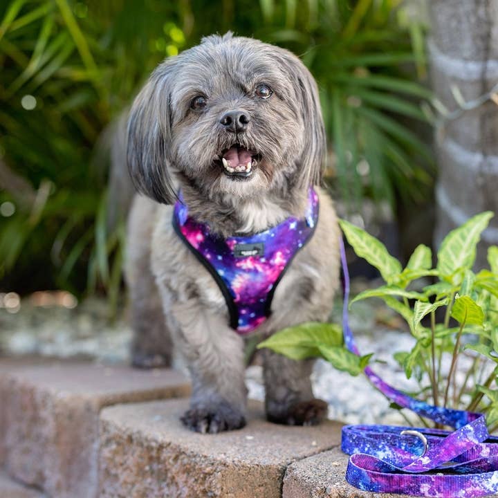 Dizzy Dog Collars - Wholesale Tuig voor huisdieren - Hond - HONDENTUIG - Galaxy - Verstelbaar Hals Tuigje1