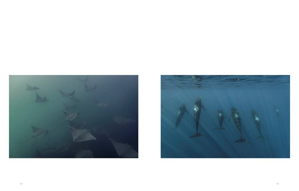 W. W. Norton - Wholesale Nature & Outdoors - Wild Ocean: A Journey to the Earth's Last Wild Coasts11