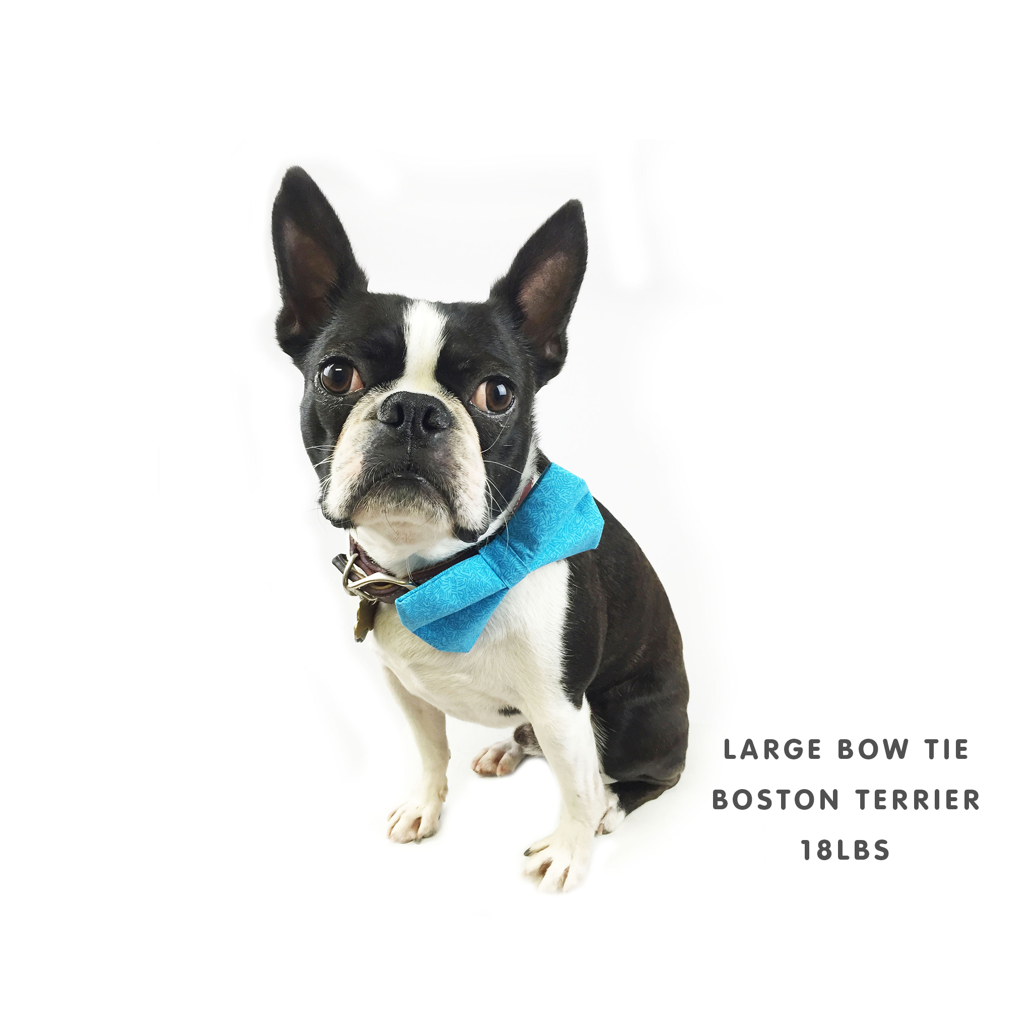 Winthrop Clothing Co. - Vente Nœud papillon – chien - Nœud papillon bleu clair à pois pour chien3