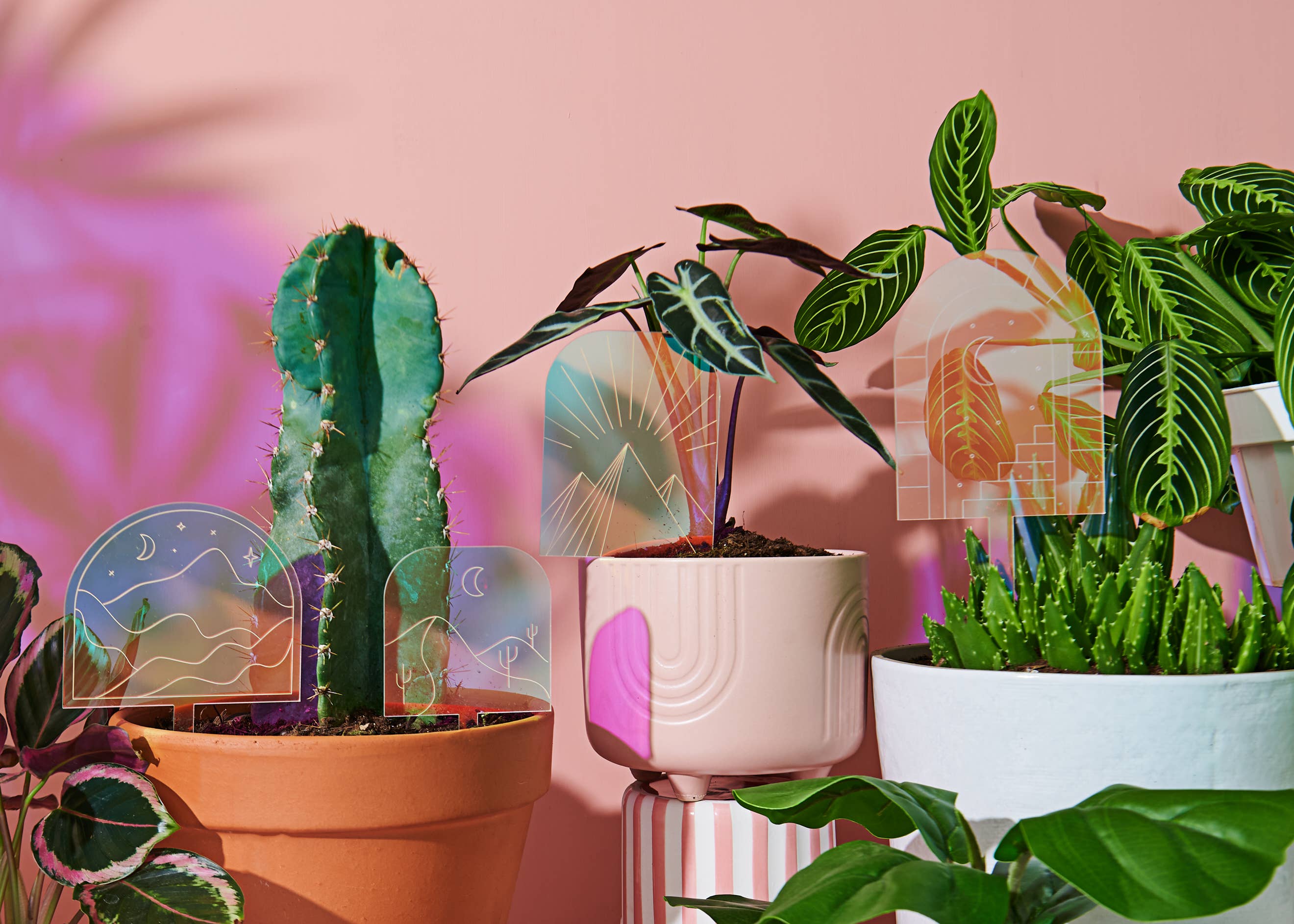 Paloverde Botanicals - Vendita all'ingrosso Paletti da giardino/prato - Desert Nights, specchio decorativo in acrilico con paletti per piante3