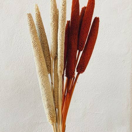 Uma Cantik - Wholesale Gedroogde/geperste bloemen - Babala oranje gedroogde bloemen3