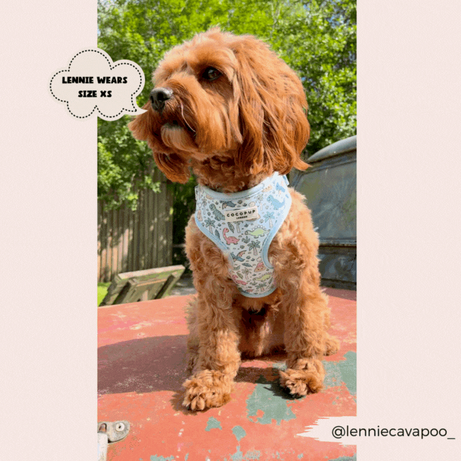 Cocopup London - Venta al por mayor Arnés - Perros - Arnés ajustable para cuello Dinopaws21