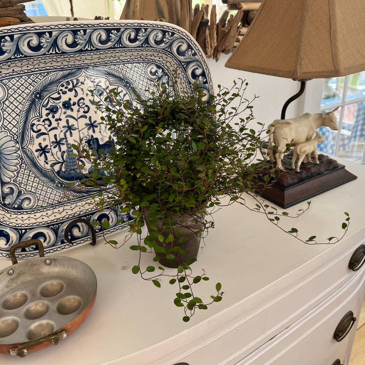 Sunrise Topiaries - Vente Plante - Bague Angel Vine tissée Live de 5 pouces dans un pot de 4 pouces2