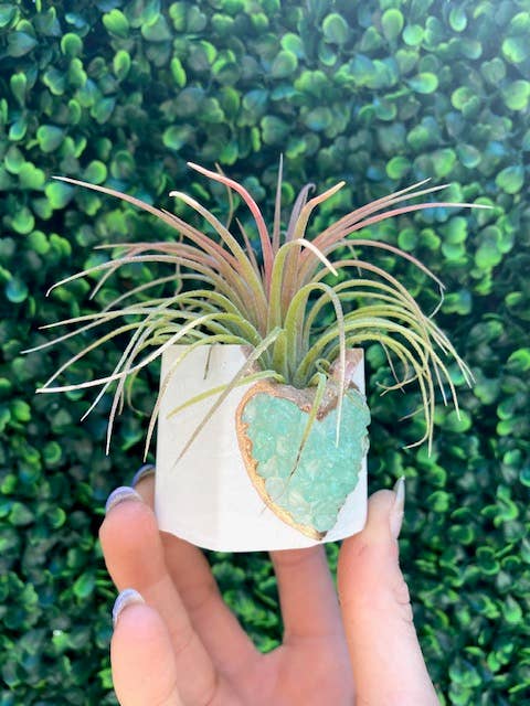 Plant One On Me Designs – Engroshandel Plantekrukke – Hvid hjerte geode plantekrukke med luftplante - Valentinsdag4