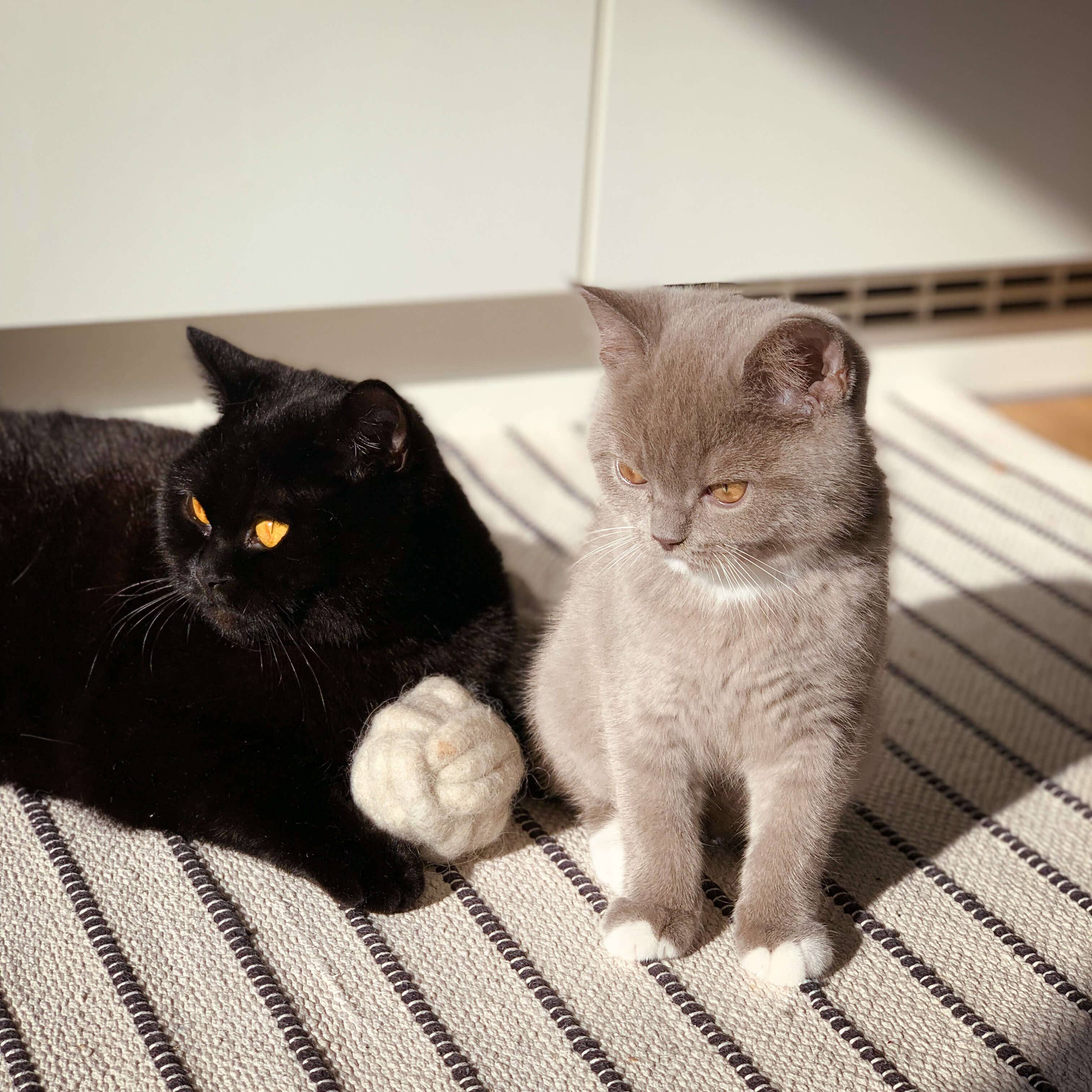 The Catery - Wholesale Pet Toy - Cat - lobby cue ball2