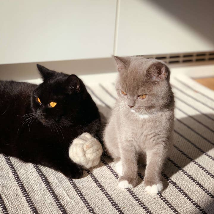 The Catery – Brinquedo - Gato por atacado – bola lobby para gatos de lã natural pura2