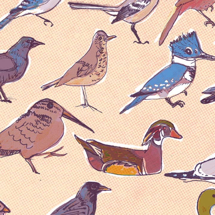 The Culture Curious - Wholesale Postcard - Birds of Washington DC postcard4