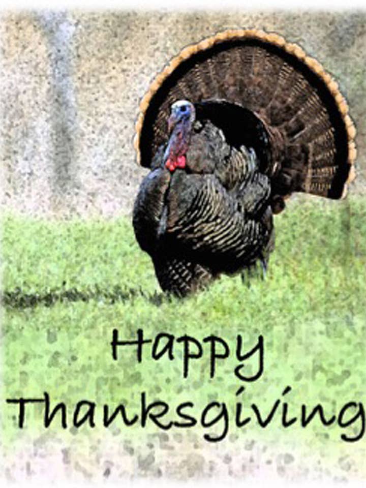 Happy Thanksgiving Turkey for wholesale by Just Write Arts