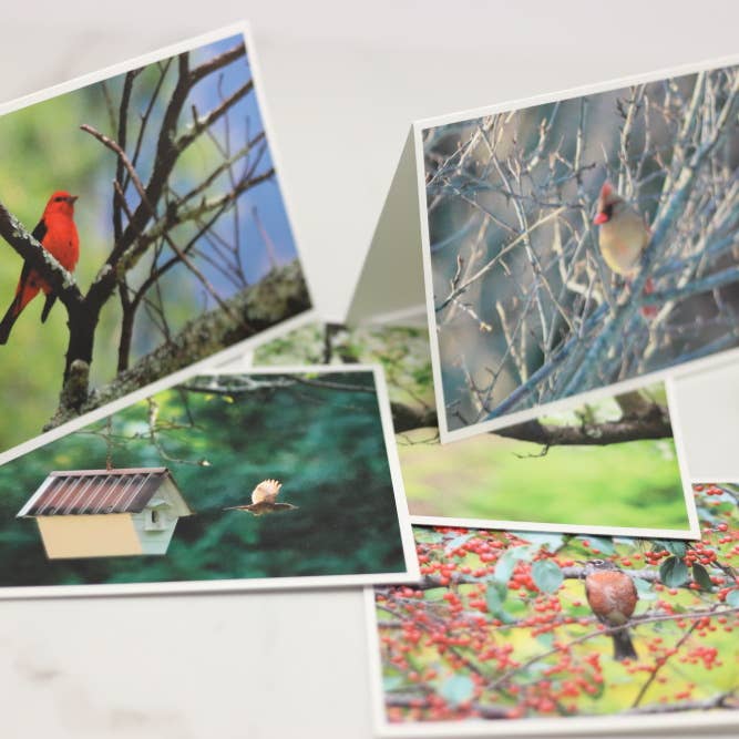 New England Prints - Wholesale Stationery/Notecard Set - Box of 5 All Occasion Majestic Bird Blank Note Cards4