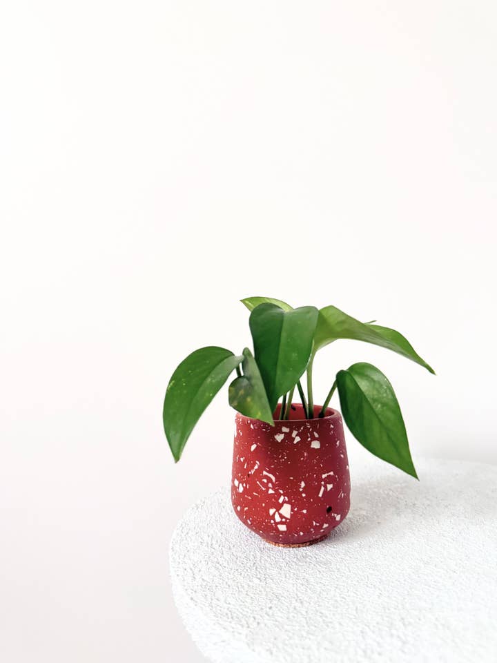 GABY blomkruka för wholesale av STVDIO 21