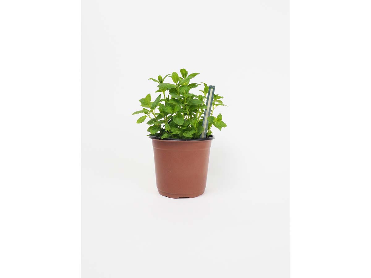 JARDIN Y NATURA OUTDOOR & GARDEN PRODUCTS SL - Wholesale Garden Tool - Moisture meter for pots - H2O TEST3