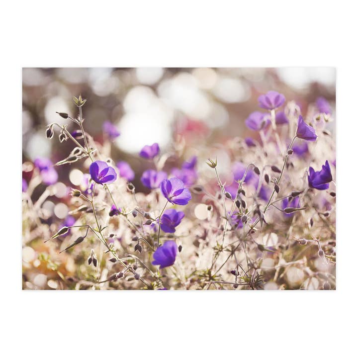 Postal "Gerânio à luz do entardecer" por atacado de paruspaper. nutzfeine papeterie