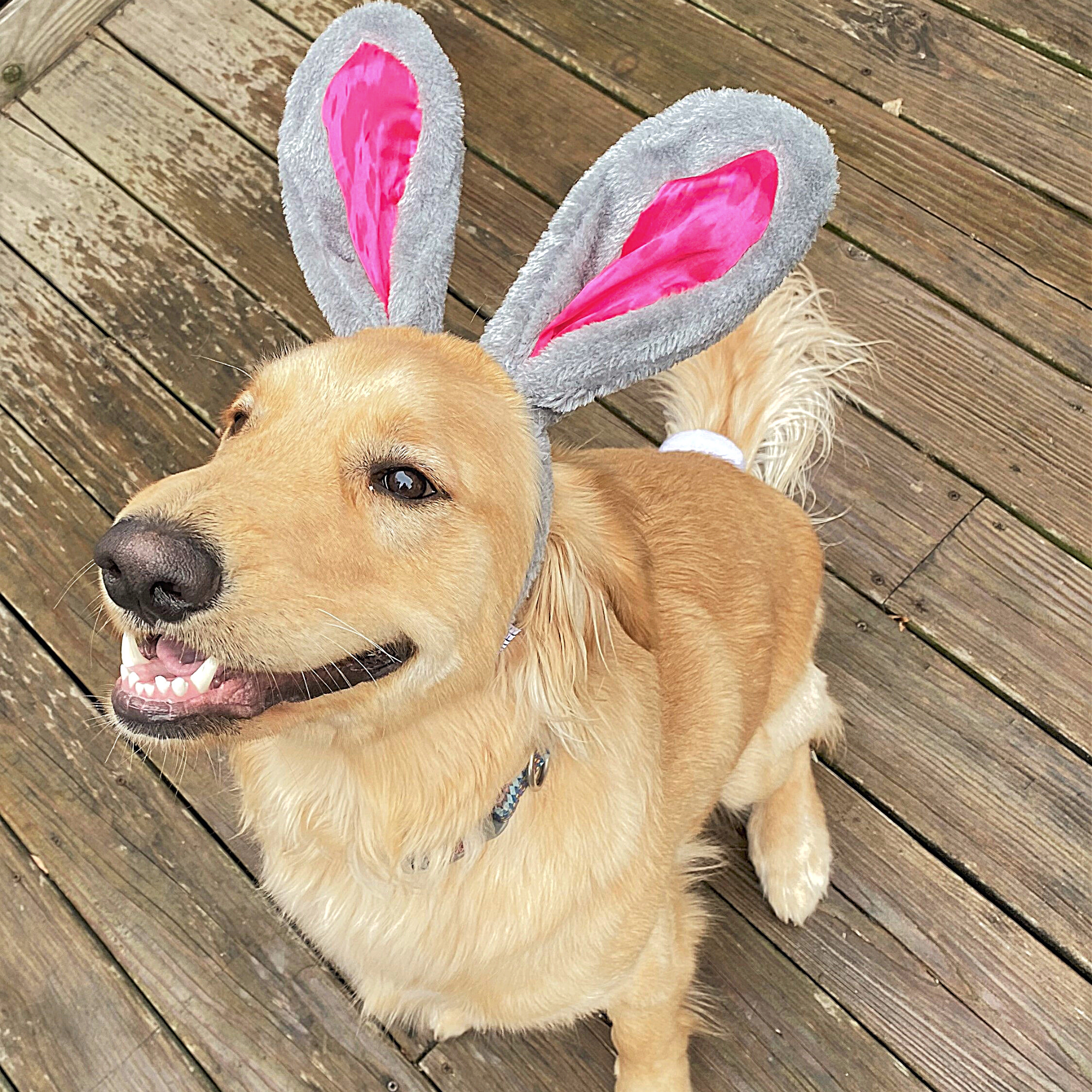 Midlee Designs - Wholesale Pet Costume - Dog - Midlee Easter Bunny Gray & Pink Rabbit Ears with Tail4