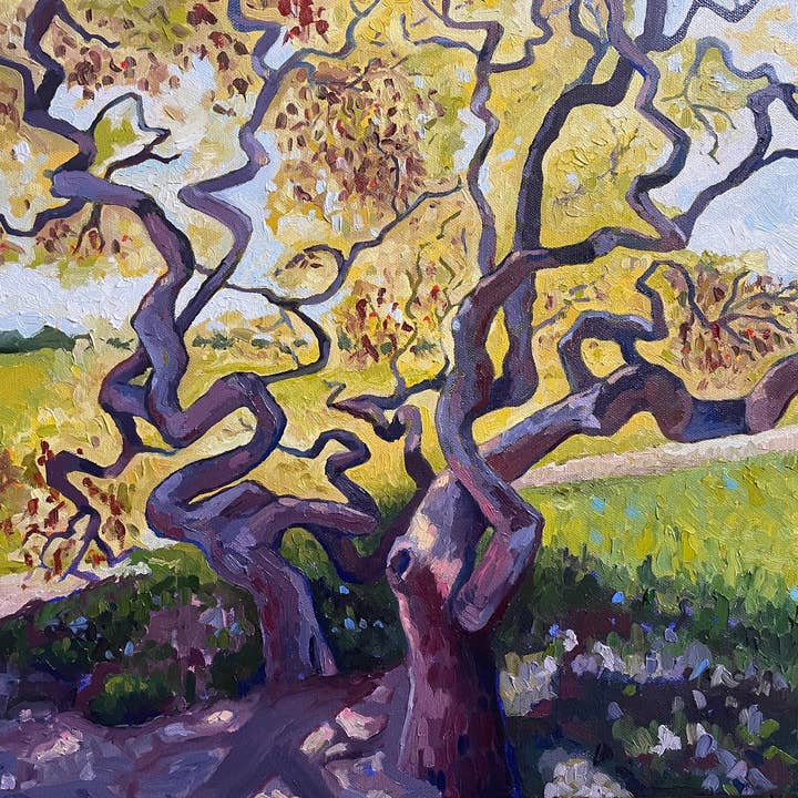 Gyldne japanske ahorn for engroshandel hos Ray Of Light