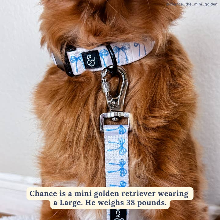 Lucy & Co. - Wholesale Pet Collar - Dog - Bowwow Wow! Collar2