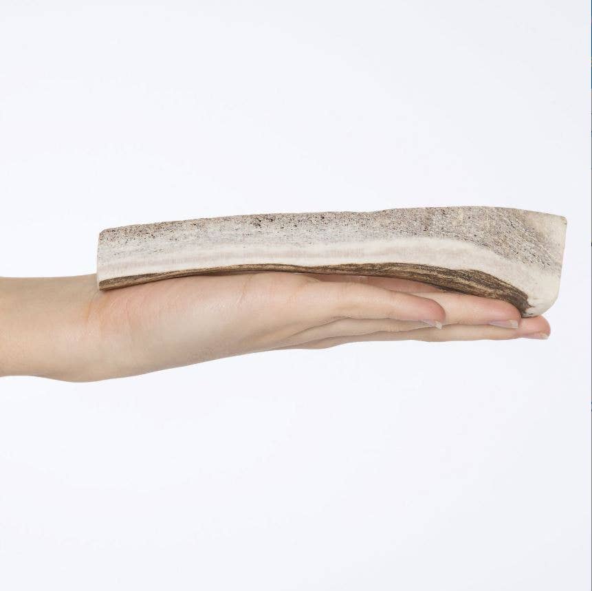 Cernunos - Vente Os à mâcher – chien - Bois de cerf tranché1