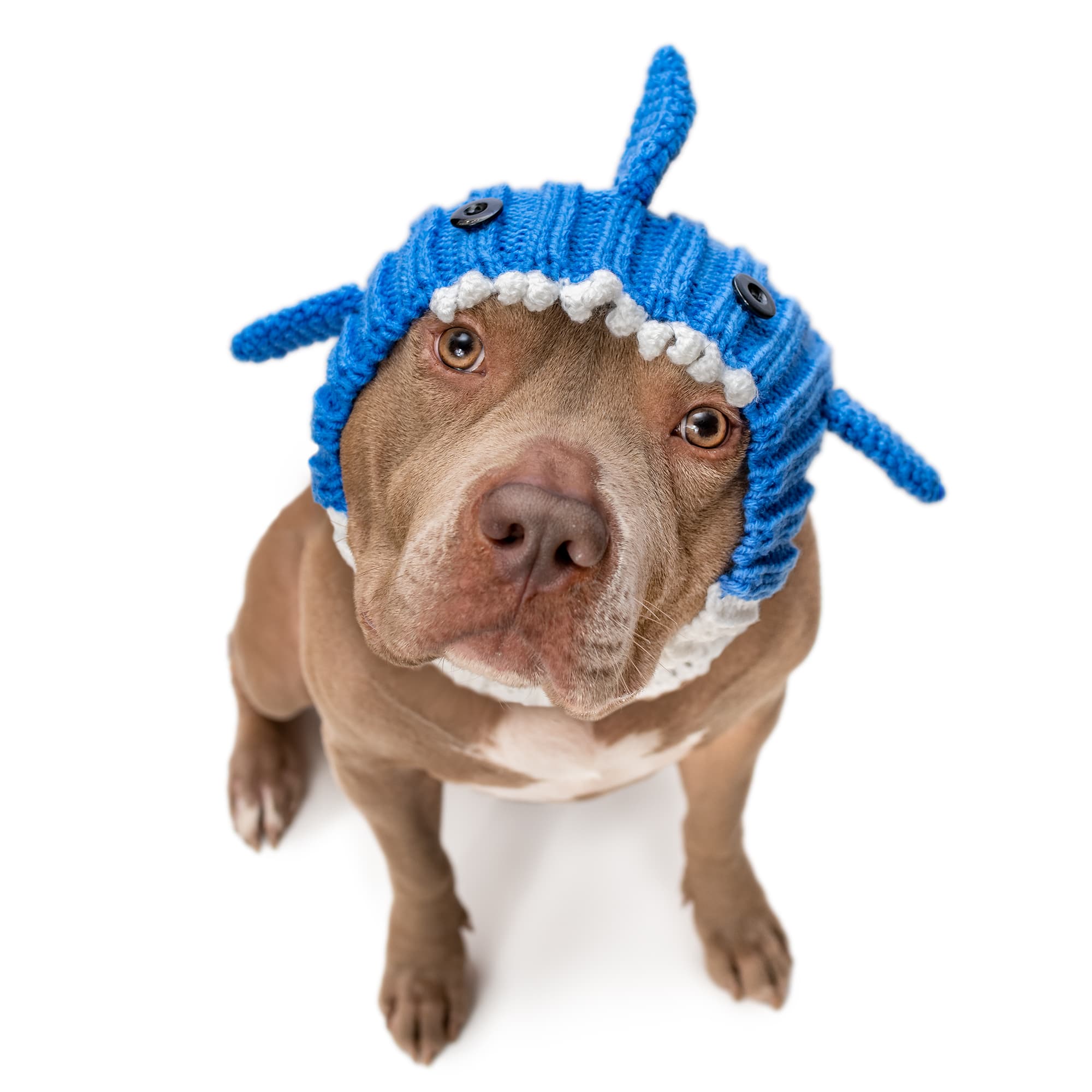 Zoo Snoods - Wholesale Pet Snood - Dog - Baby Shark Dog Snood10