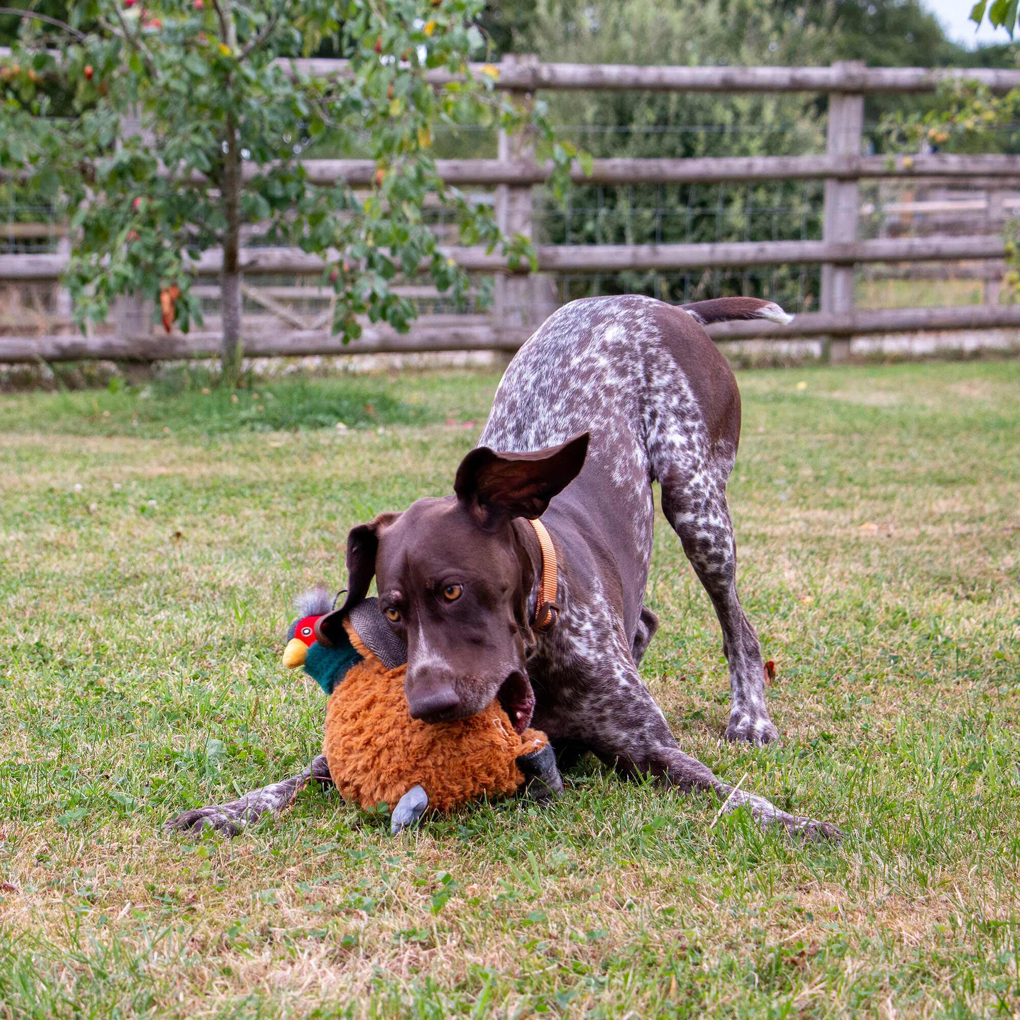 Ancol Pet Products Ltd – wholesale Pet plush toy – Dog – Heritage Phoebe Pheasant Dog Toy with squeak and crinkle3