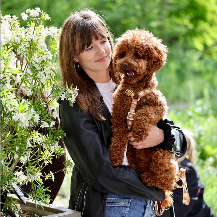 Furmey - Wholesale Pet Harness - Dog - Furmey Nez Dog Y-Harness Latte Brown4