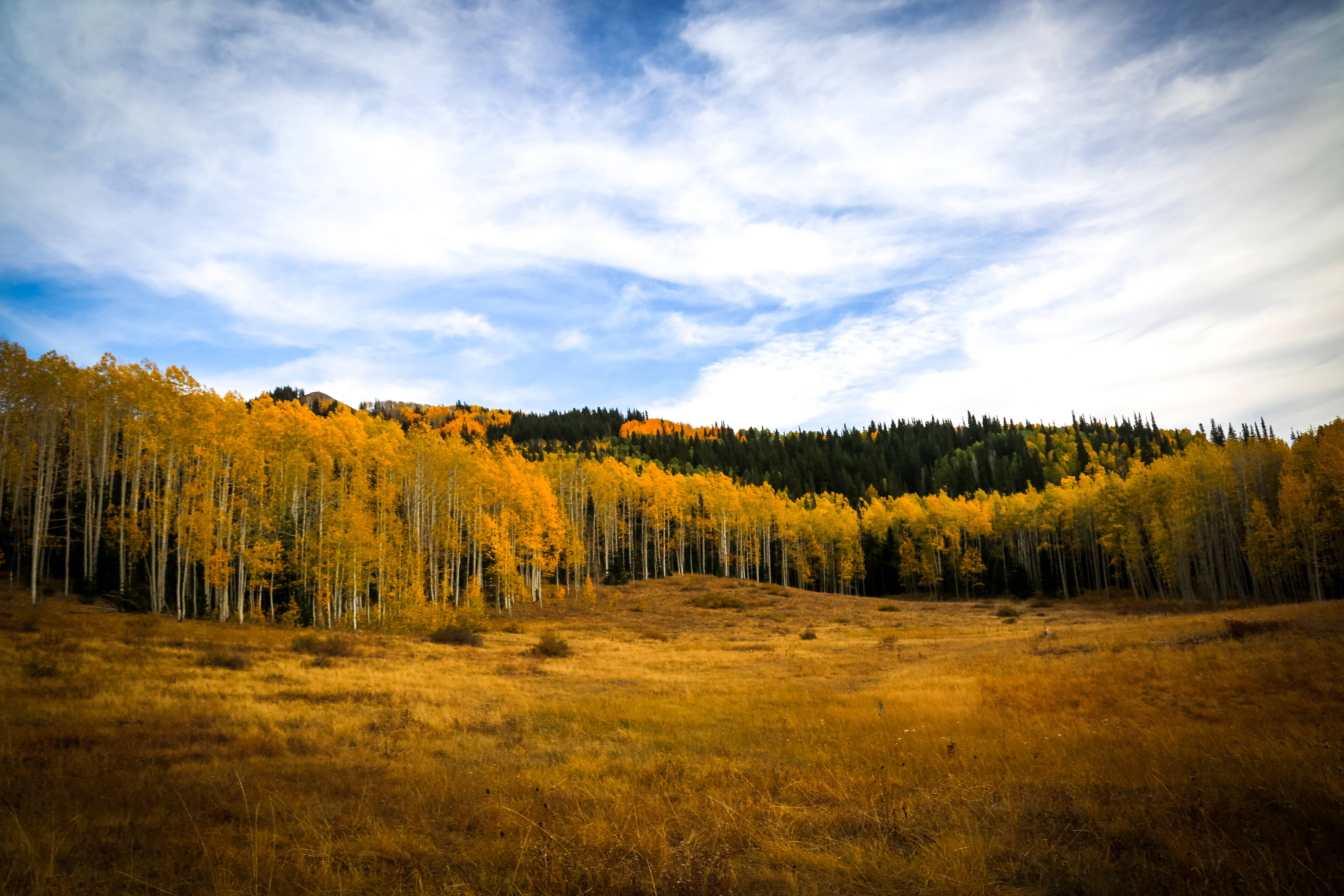 The Jonsteen Company - Wholesale Plant Seeds - Quaking Aspen | Seed Grow Kit4