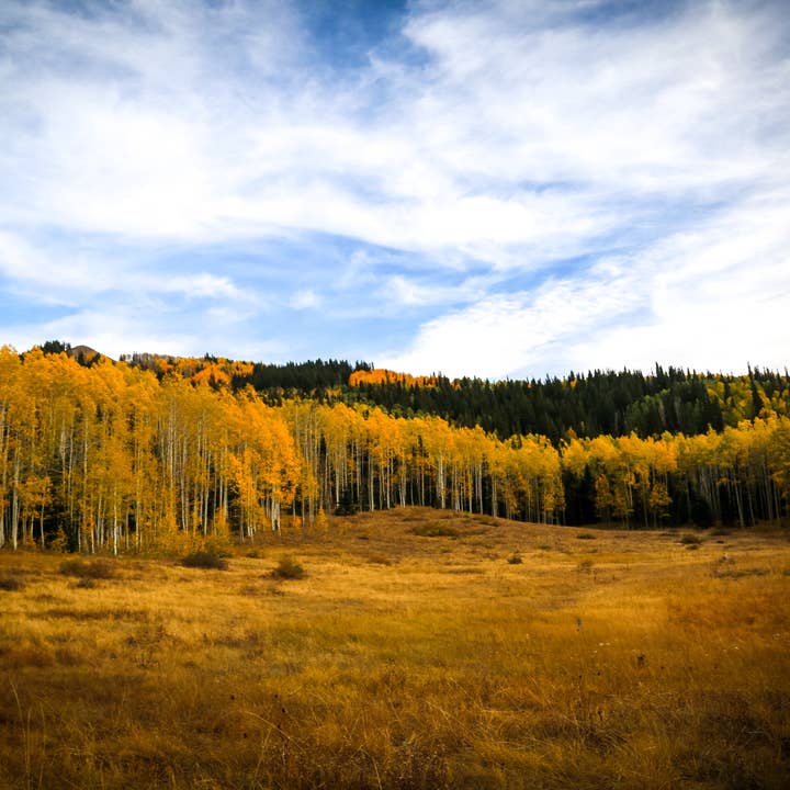 The Jonsteen Company - Wholesale Plant Seeds - Quaking Aspen | Seed Grow Kit4